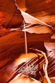 Antelope canyon, Arizona, Curves, Delicate, Desert, Landscape, Nature, Navajo land, Page, Rock, Sand fall, Sandstone, Scenic, Southwest, United states of america, S19-1107325, agefotostock