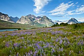 Berg, Frühling, Glacier National Park, landschaft, Montana, USA, wildblume, S19-1190506, AGEFOTOSTOCK