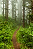coast, fog, forest, Landscape, Oregon, path, scenic, trail, USA, S19-1190536, AGEFOTOSTOCK