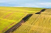 Fields in the Palouse, a rich farming area in eastern Washington State, USA