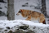 European grey wolf in snow Canis lupus, captive Bayerischerwald National Park, Germany