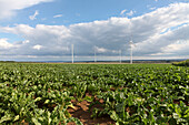 Windkraftanlagen, Biebelried, Unterfranken, Bayern, Deutschland