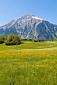 Meadow of buttercups near mount Niesen, Bernese Oberland, Canton of Bern, Switzerland