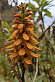 Orange flower in the mountains between Los Silos and El Tanque, Northwest Tenerife, Spain