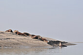 Seals, Somme (80), Picardy, France