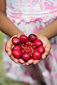Little Girl, Cherries, Somme (80), Picardy, France