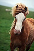 Icelandic Saddle Horse In The Region Of Skagafjordur, Northern Iceland, Europe, Iceland