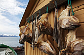 Heads Of Dried Cod, Grenevik In The Area Around Akureyri, Northern Iceland, Fjord In The Background, Europe, Iceland