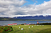 Landscape With An Icelandic Cow In The Area Around Akureyri, Northern Iceland, Europe, Iceland