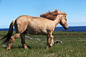 Icelandic Saddle Horse Near Djupivogur, Fjord In Eastern Iceland, Europe, Iceland