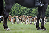 Hunting Team With Their Pack Of Hounds, Ceremony For The Return Of The Remains Of Diane De Poitiers To The Burial Chapel Of The Chateau d'Anet, May 29, 2010, Eure-Et-Loir (28), France