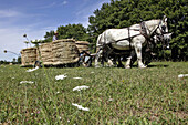 Collecting Hay Bales, Working In The Fields With A Harnessed Team Of Percheron Horses, Jean-Louis Lefrancois' Farm, Condeau, Perche, Orne (61), France
