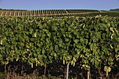 Cognac Vineyard, Estate Owned By The Frapin Family Situated In Grande Champagne, Lignieres-Sonneville, Charente (16), France