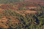 Luftbild, Lüneburger Heide zur Heideblüte, Niedersachsen, Deutschland