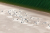 Harbor seals on sandbank, Lower Saxony, Germany
