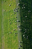 Schafe auf Salzwiese am Weserdeich, Niedersachsen, Deutschland