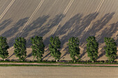 Luftbild, Feldweg mit Bäumen durch Ackerland, Baumreihe, Ackerfurche, Struktur, Agrar, Niedersachsen, Deutschland