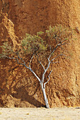Small tree standing in front of red granite rock, Spitzkoppe, Namibia