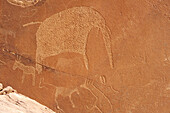 Prehistoric petrographs carved in stone with elephant and antilopes, Twyfelfontain, UNESCO World Heritage Site Twyfelfontain, Damara land, Namibia
