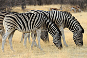 Herde Zebra grast in Savanne, Steppenzebra, Equus burchelli, Etosha National Park, Namibia