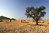 Camel-thorn tree in savannah, Acacia erioloba near Namib Naucluft National Park, Namib desert, Namibia