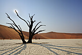 Dead tree on clay soil in front of red sand dune, Deadvlei, Sossusvlei, Namib Naukluft National Park, Namib desert, Namib, Namibia