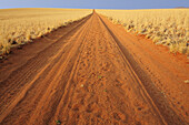 Sandstraße mit rotem Sand führt durch Savanne, Farmpad, Namib Rand Nature Reserve, Namibwüste, Namibia