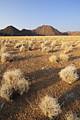 Savannah grass in front of Tiras mountains, Namib desert, Namibia