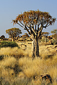 Köcherbaum in Köcherbaumwald, Aloe dichotoma, Köcherbaumwald, Keetmanshoop, Namibia