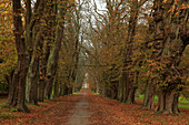 Chestnut alley at the palace garden, Putbus, Rügen island, Baltic Sea, Mecklenburg-Western Pomerania, Germany