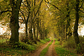 Lime-tree alley, near Dobbin, Mecklenburg-Western Pomerania, Germany