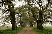 Robinienallee, Basedow, Mecklenburg-Vorpommern, Deutschland