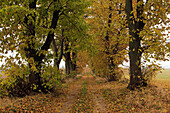 Lime-tree alley, near Feldberg, Mecklenburg-Western Pomerania, Germany