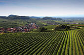 Blick über Weinberg auf Oberrotweil, Vogtsburg im Kaiserstuhl, Baden-Württemberg, Deutschland