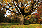 Old oak at the palace garden, Schlemmin, Mecklenburg-West Pomerania, Germany