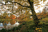 Pond at the palace garden, Putbus, Rügen island, Baltic Sea, Mecklenburg-West Pomerania, Germany