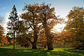 Old oak trees in palace garden, Putbus, Rugen island, Mecklenburg-Western Pomerania, Germany