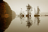 Morning mood at Werbellin lake, Schorfheide-Chorin Biosphere Reserve, Brandenburg, Germany