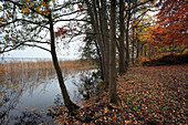 Pehlitzwerder at Parstein lake, biosphere reserve Schorfheide-Chorin, Brandenburg, Germany