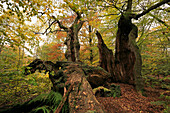 Verfallende alte Eiche, Naturschutzgebiet Urwald Sababurg im Reinhardswald, bei Hofgeismar, Hessen, Deutschland
