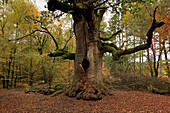 Chimney oak, nature reserve Urwald Sababurg at Reinhardswald, near Hofgeismar, Hesse, Germany
