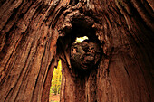 View outwards of a hollow trunk of an old oak, nature reserve Urwald Sababurg at Reinhardswald, near Hofgeismar, Hesse, Germany