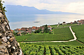 Weinfelder am Genfersee, Weingebiet St. Saphorin, Lavaux, Waadt, Schweiz