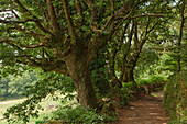Path under oak trees, Province of Lugo, Galicia, Northern Spain, Spain, Europe
