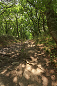 Weg durch den Wald, Provinz Lugo, Galicien, Nordspanien, Spanien, Europa