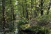 Spreewald near Lehde, biosphere reserve Spreewald, Brandenburg, Germany, Europe