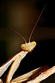 Praying Mantis (Mantis religiosa), female in summer. Vaucluse, France