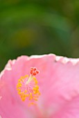 Flower in Auckland, New Zealand