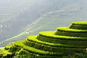 The amazing rice terraces of LongJi in Guangxi, China