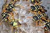 Italy, Lombardy, Paper Wasp Polistes gallicus